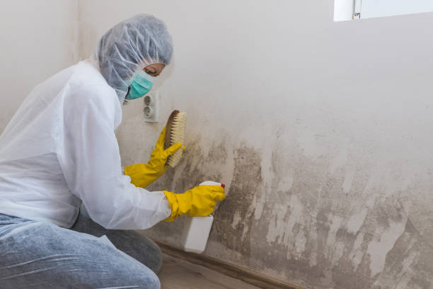 Best Commercial Mold Inspection  in Elwood, UT