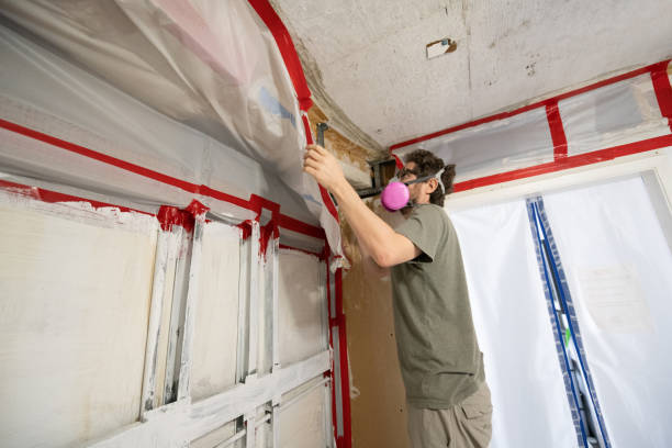 Best Black Mold Removal  in Elwood, UT