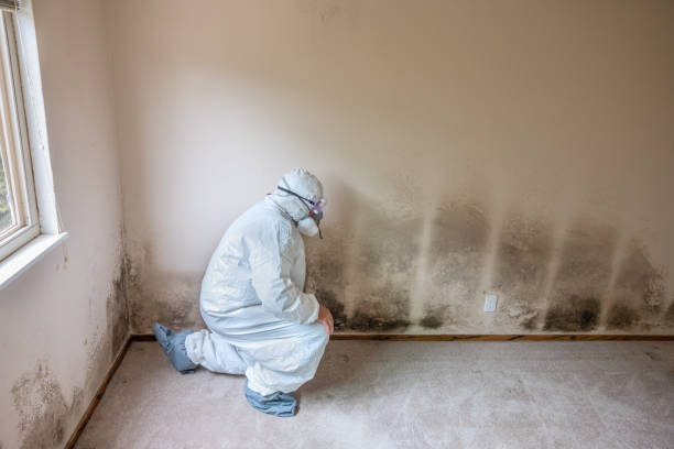 Best Attic Mold Removal  in Elwood, UT